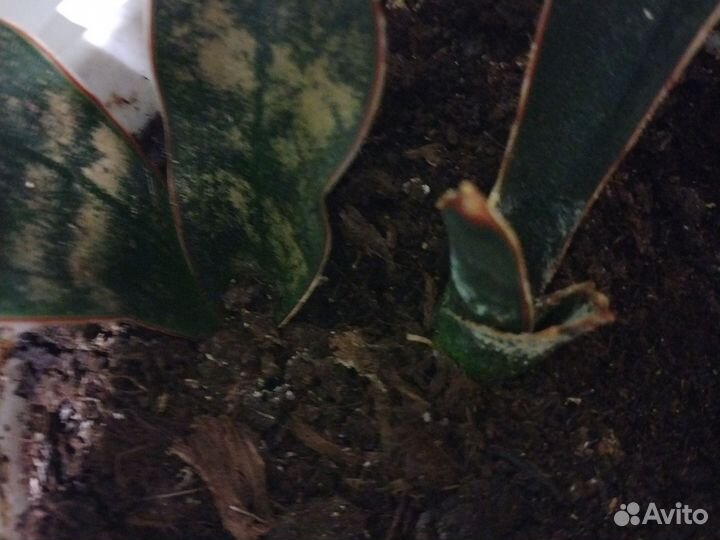 Сансевиерия кирки Браун