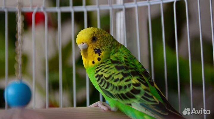 Волнистый попугай