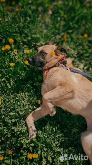 Собака Бэлла