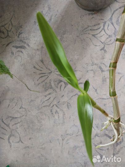 Детка дендробиума