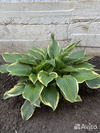 Хоста растение