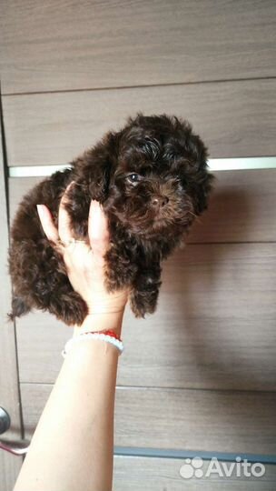 Мальтипу тикап, китайские Тедди