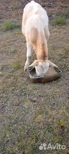 Бычки и быки