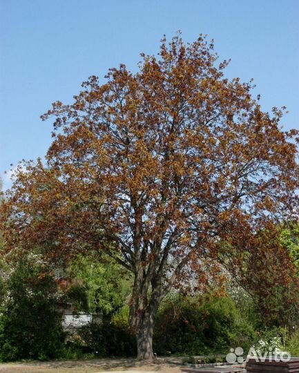 Клен остролистный