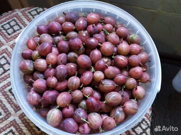 Продам черную смородину и крыжовник