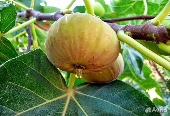 Саженцы Инжир Королевский