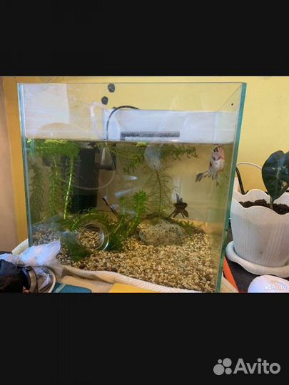 Аквариум с рыбками