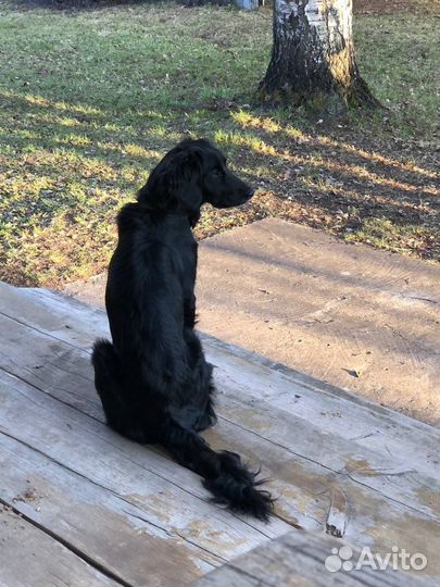 Спаниель для участия киносъемоках