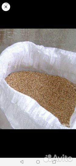 Ячмень сухой в мешках и пшеница