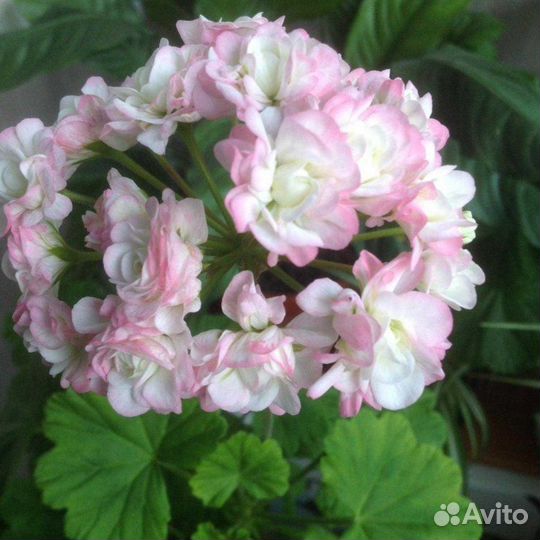 Пеларгония Эйприл сноу