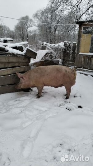 Продам хряка