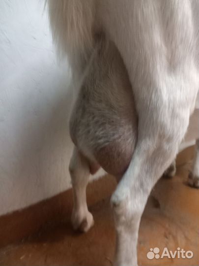 Коза нубийская