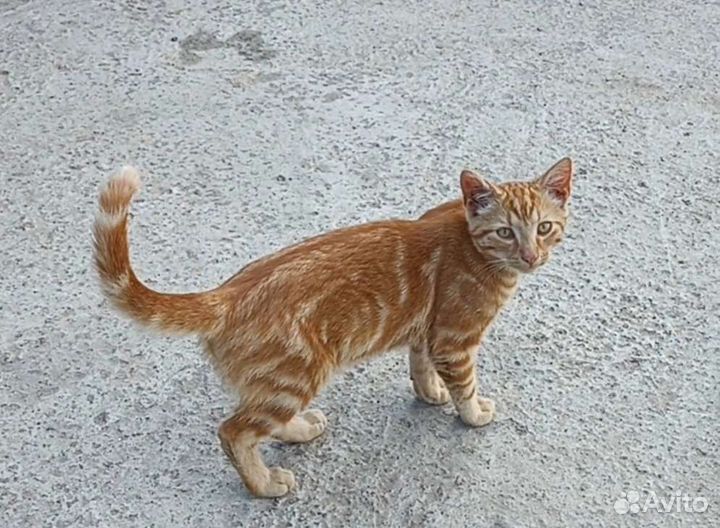 Котята со стройки