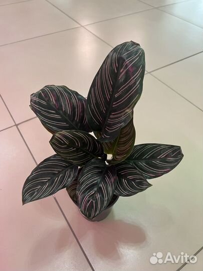 Калатея