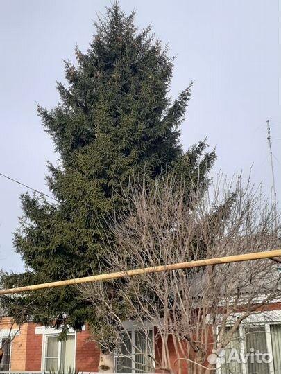 Ель новогодняя живая на сруб