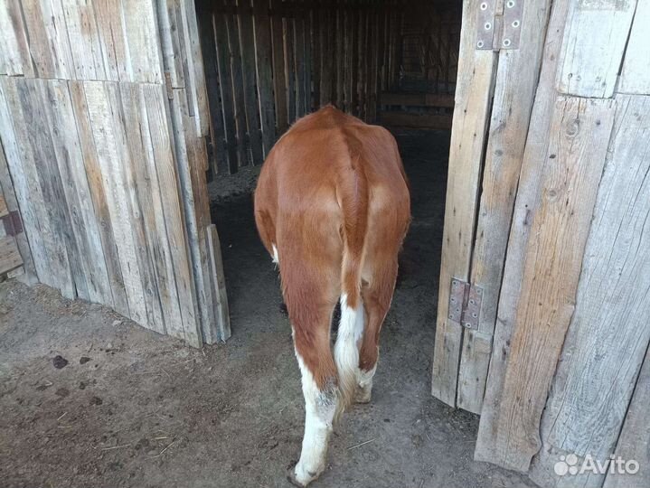 Тёлка 10 месяцев