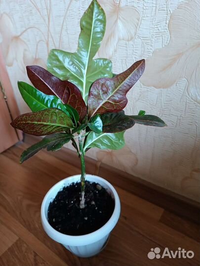 Кодиеум кротон