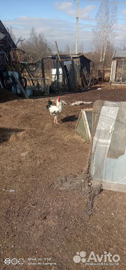 Молодые петухи