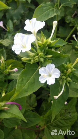 Цветы, семена мирабилис или ночная красавица