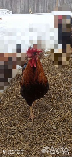 Молодые петухи