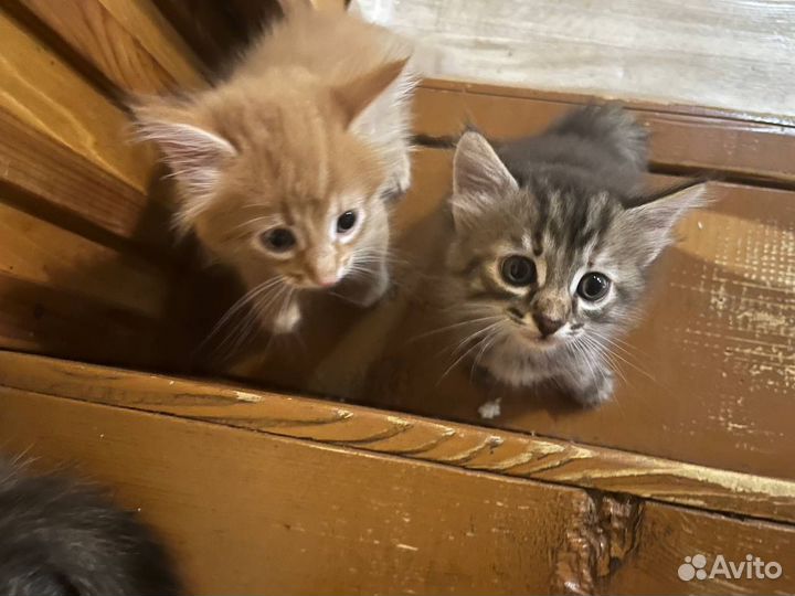 Котята в добрые руки