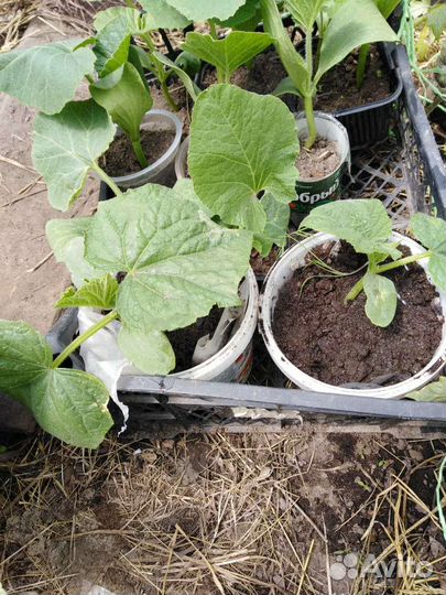 Рассада огурцов