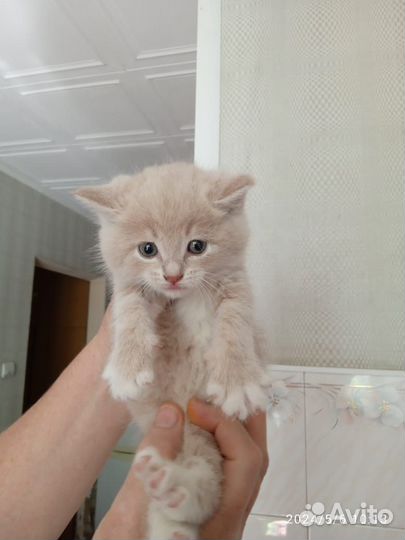 Котята
