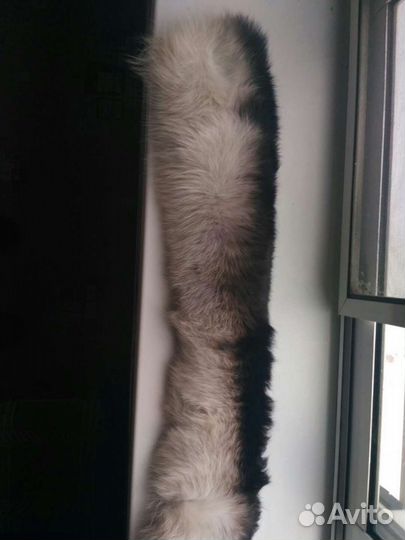 Меховой воротник песец (две шт)