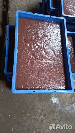 Трубочник оптом