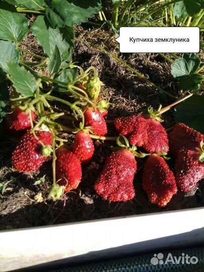 Клубника сортовая 