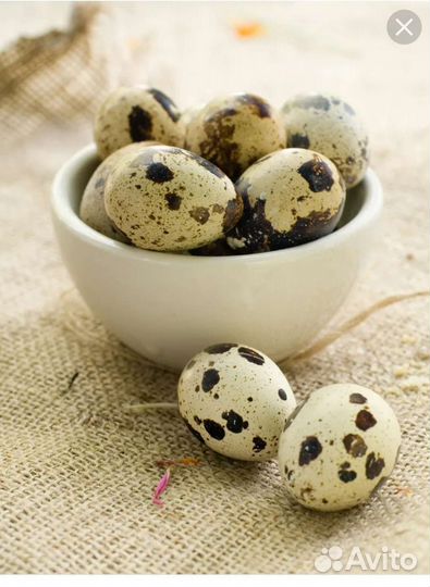 Яйца перепелиные от молодой перепелки от 9.5 гр