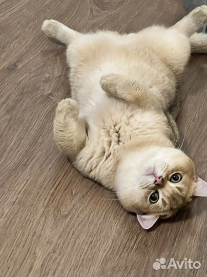 Шотландская золотая шиншилла вязка