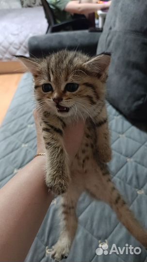 Помись британки и золотой шиншилла