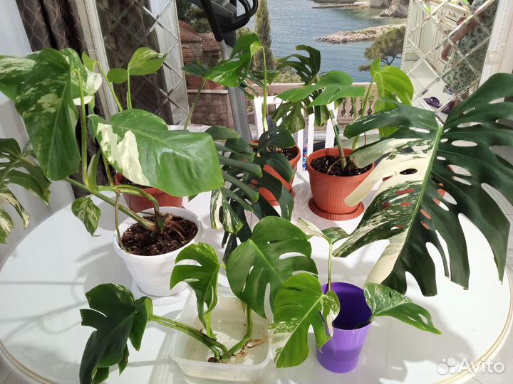 Монстера Альба (делициоза, крупная форма)