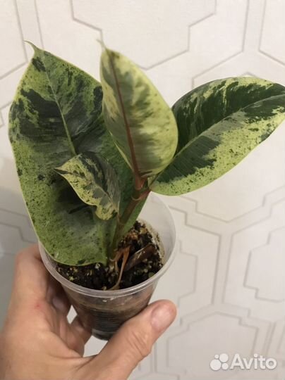 Фикус шривериана