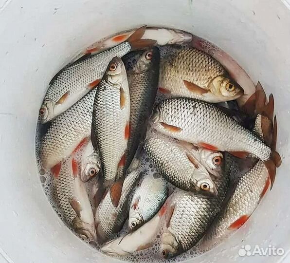 Плотва живая