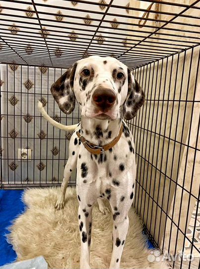 Клетка №5 для собак