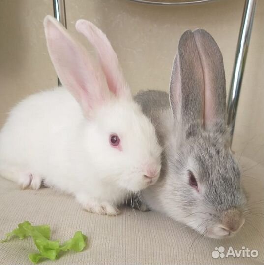 Милые крольчата