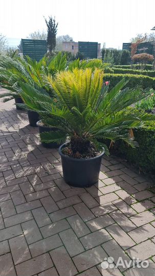 Цикас (Cycas)