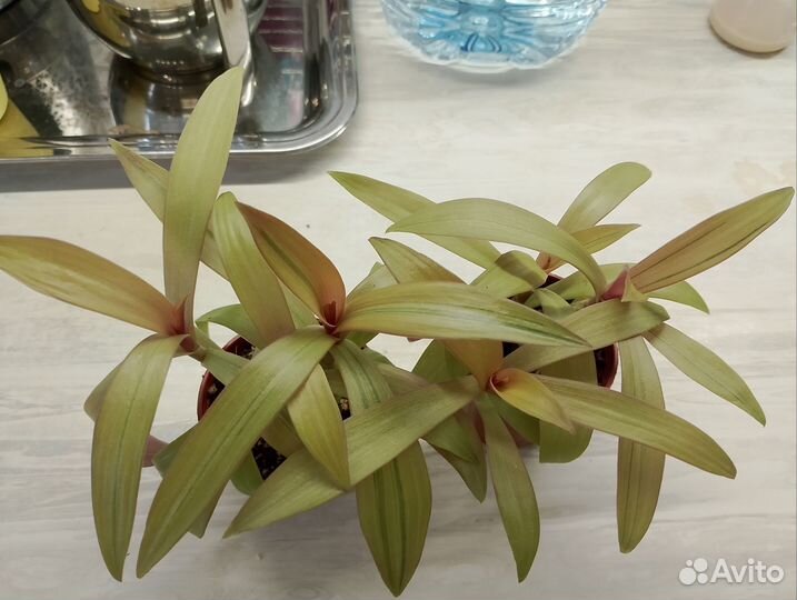 Рэо золотая