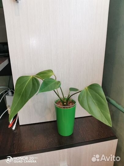 Антуриум Фиорино