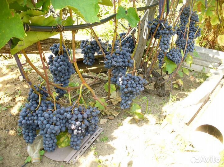 Продам саженцы винограда