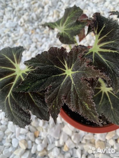 Бегонии сортовые