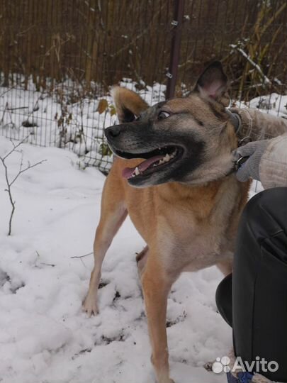 Собака Сола