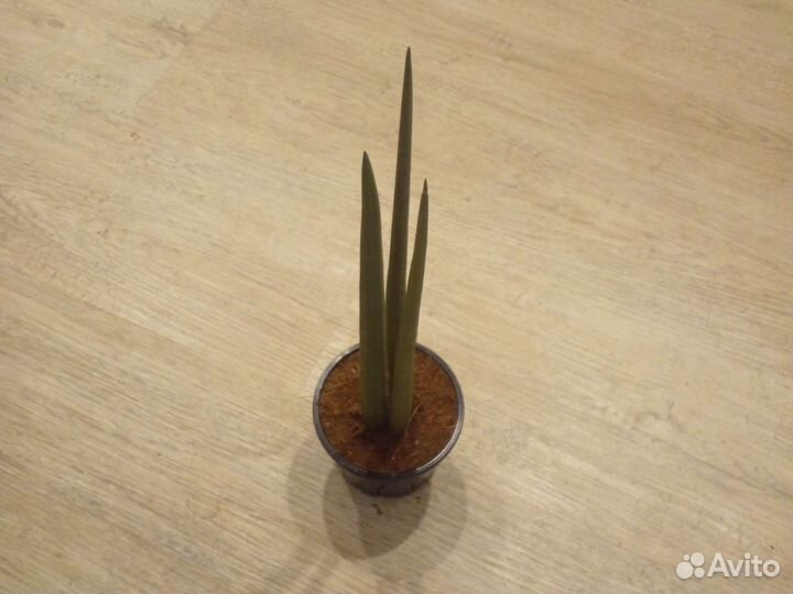 Сансиеверия цилиндрика