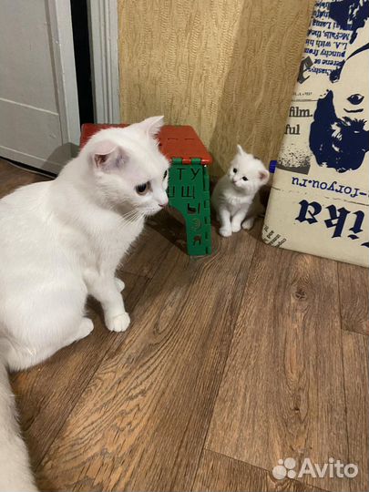 Британская