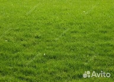 Продажа Рулонного газона