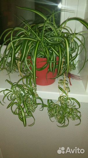 Хлорофитум кудрявый