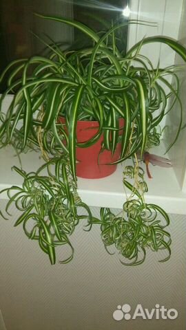 Хлорофитум кудрявый