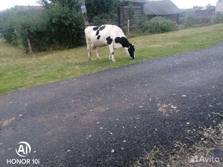 Корова высокоудойная